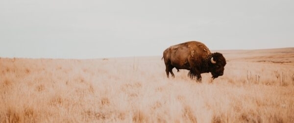 Buffalo standing in a prairie field.